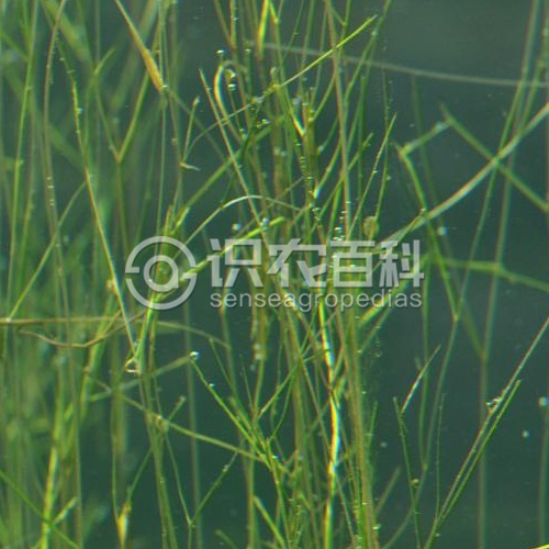 柑橘黄叶症状示例3