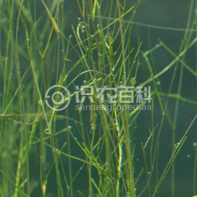 篦齿眼子菜