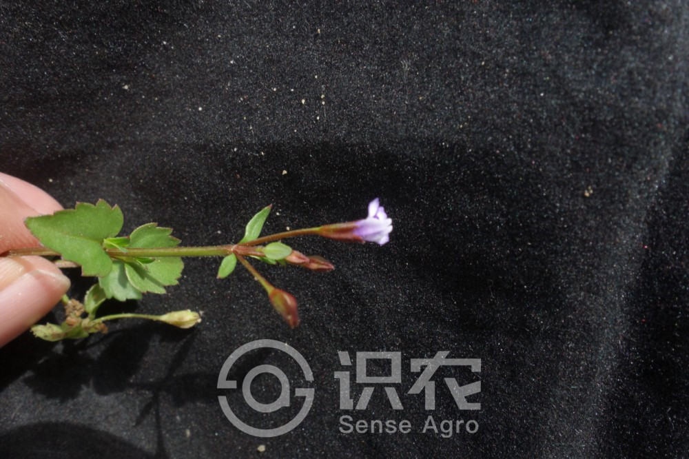 柑橘黄叶症状示例1