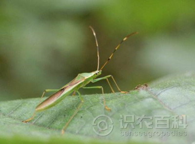 水稻大稻缘蝽