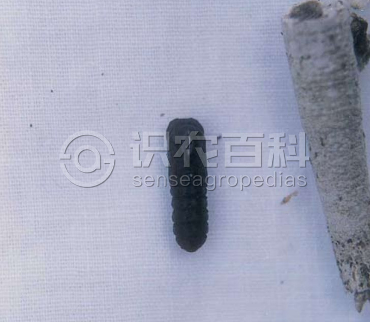 柑橘黄叶症状示例2