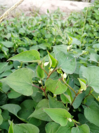 蕺菜