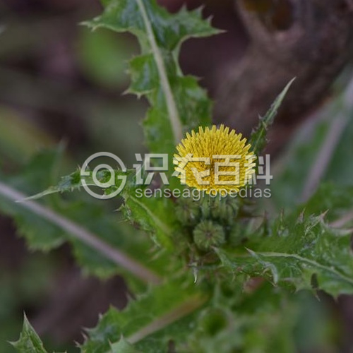 柑橘黄叶症状示例2