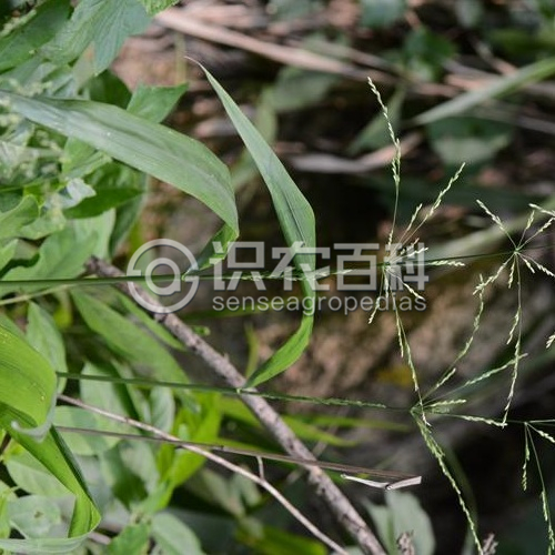 柑橘黄叶症状示例3