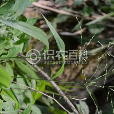 沿沟草
