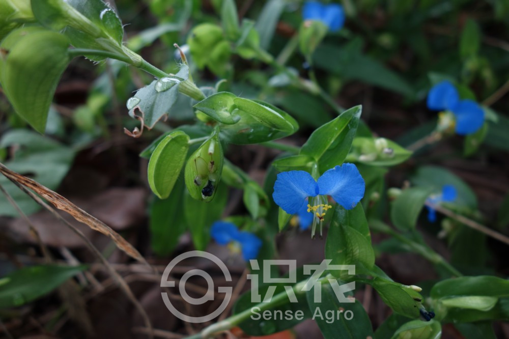 柑橘黄叶症状示例1