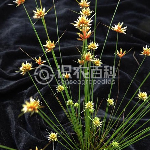柑橘黄叶症状示例3