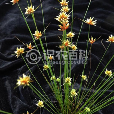 球柱草
