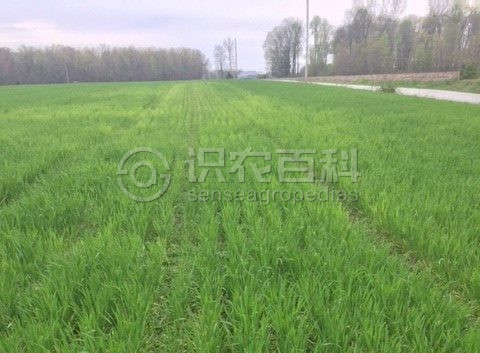 柑橘黄叶症状示例3