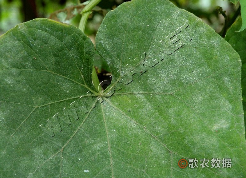 柑橘黄叶症状示例0