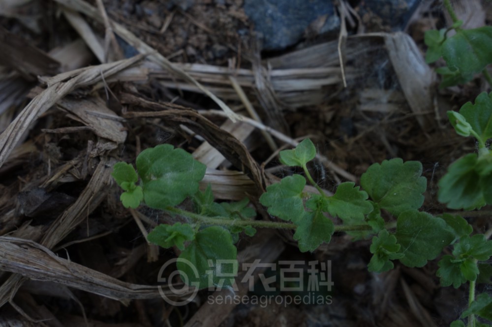 柑橘黄叶症状示例4