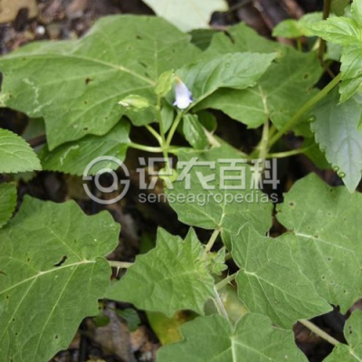 紫萼蝴蝶草