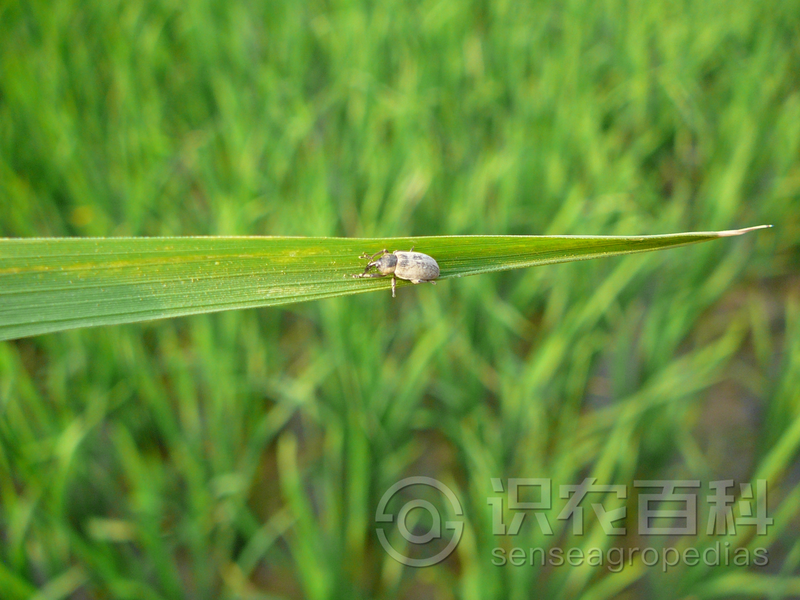 柑橘黄叶症状示例2