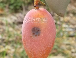 柑橘黄叶症状示例0