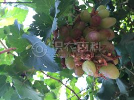 柑橘黄叶症状示例0