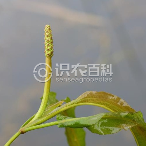 柑橘黄叶症状示例2
