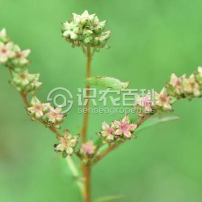扯根菜
