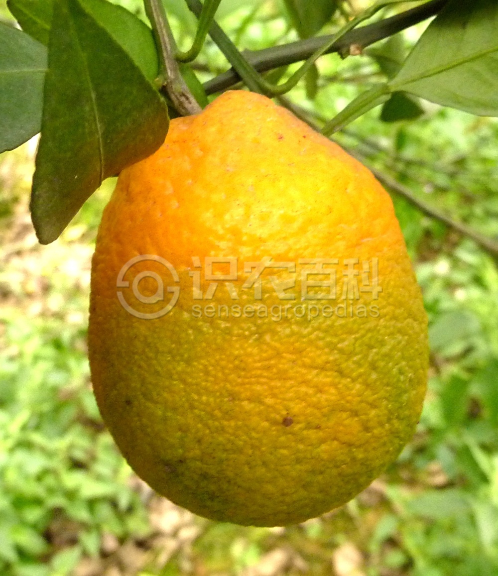 柑橘黄叶症状示例4