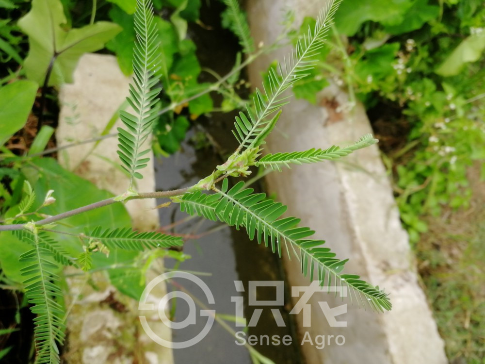 柑橘黄叶症状示例2