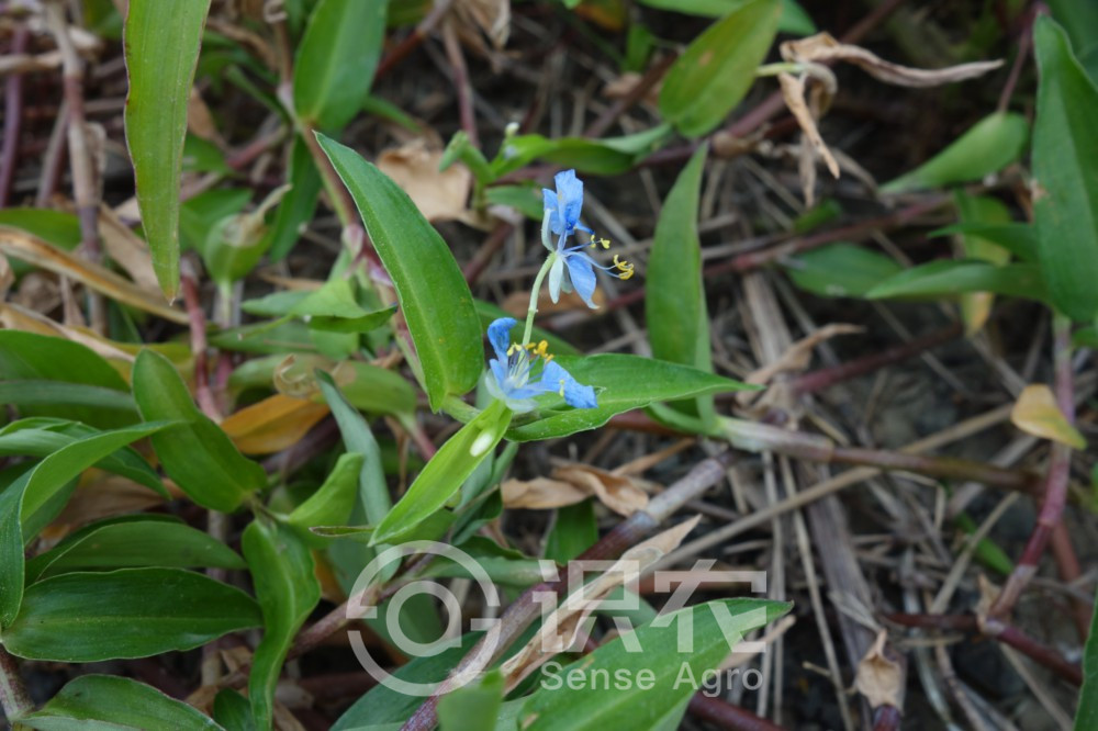 柑橘黄叶症状示例1