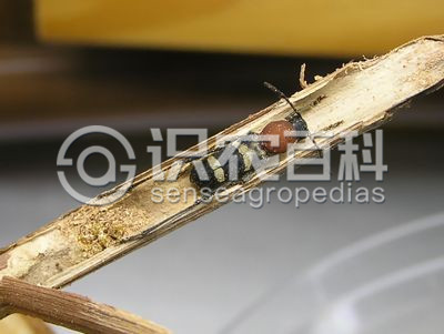 葡萄虎天牛