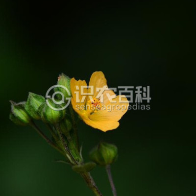 拔毒散