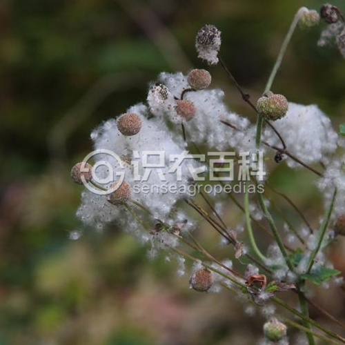 柑橘黄叶症状示例3