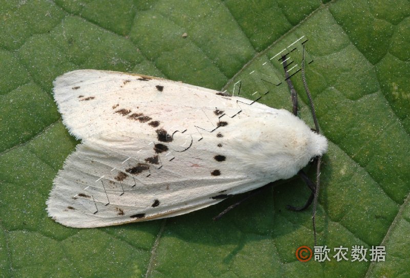柑橘黄叶症状示例0