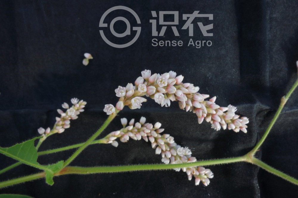 柑橘黄叶症状示例3