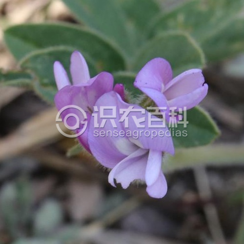 柑橘黄叶症状示例1