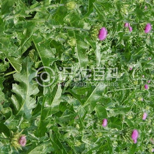 柑橘黄叶症状示例2