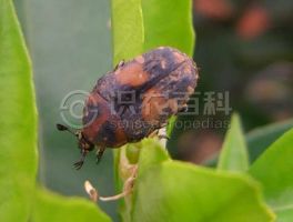 柑橘黄叶症状示例0