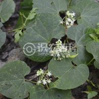 柑橘黄叶症状示例0