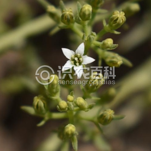 柑橘黄叶症状示例1