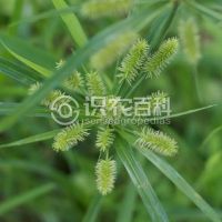 柑橘黄叶症状示例0
