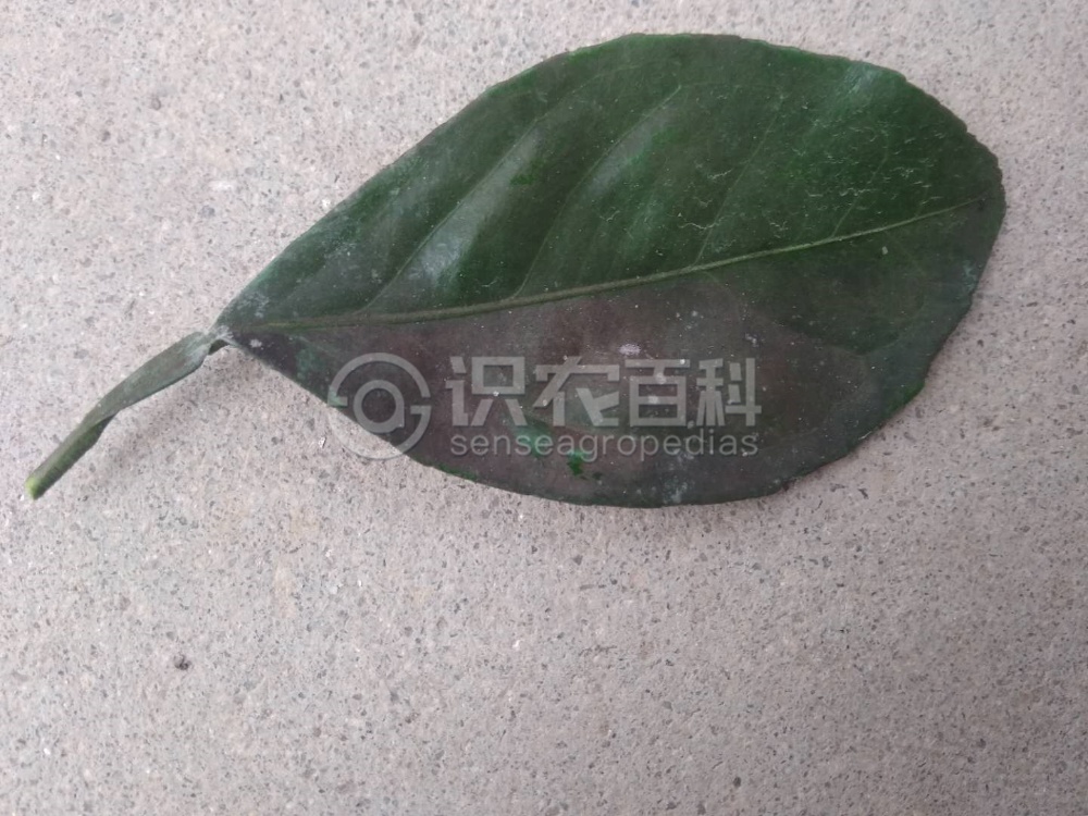 柑橘黄叶症状示例5