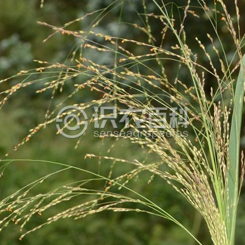 柑橘黄叶症状示例2
