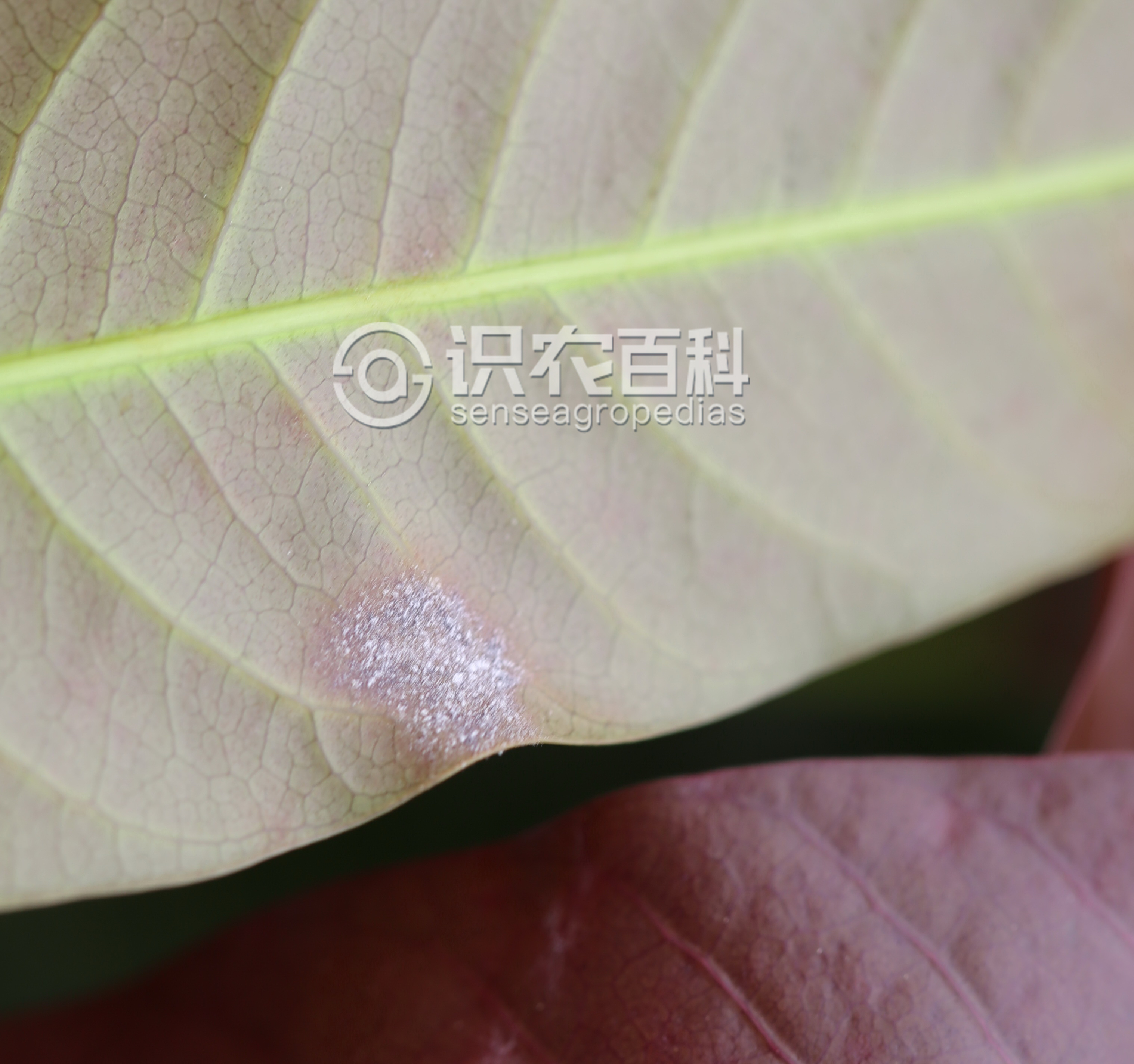 柑橘黄叶症状示例2