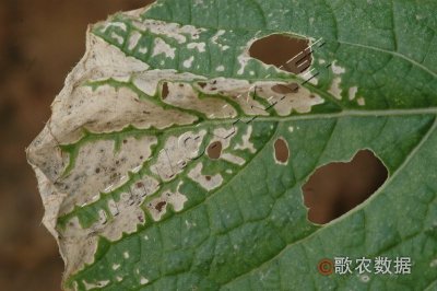 大白菜白斑病
