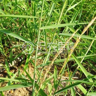 纤毛鹅观草