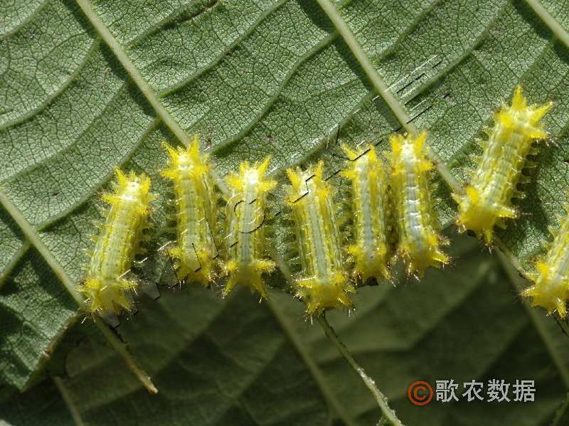 柑橘黄叶症状示例1