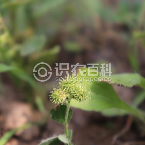 柑橘黄叶症状示例2