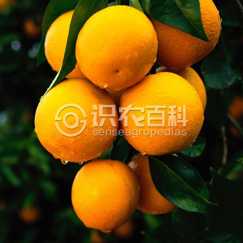 柑橘黄叶症状示例2