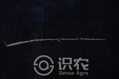 千金子