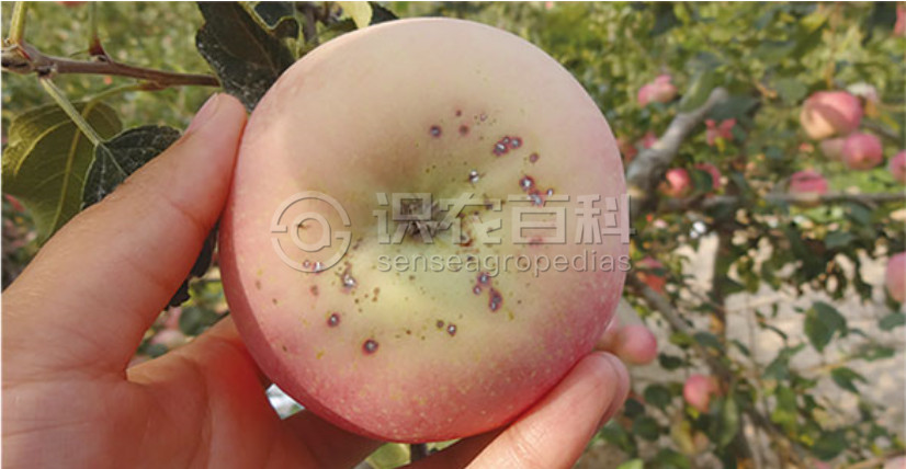 柑橘黄叶症状示例1