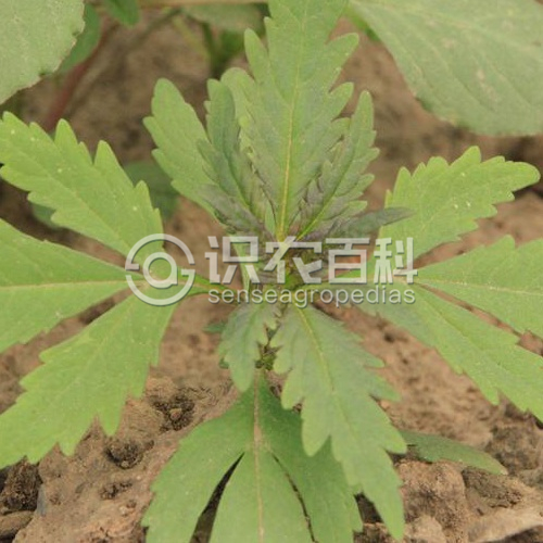柑橘黄叶症状示例3