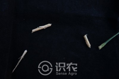 筒轴茅