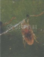 柑橘黄叶症状示例0