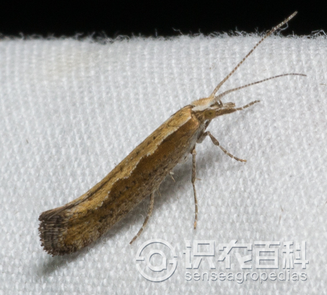 柑橘黄叶症状示例2