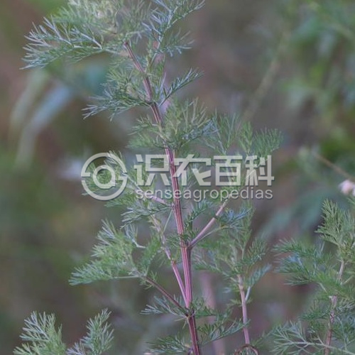 柑橘黄叶症状示例2